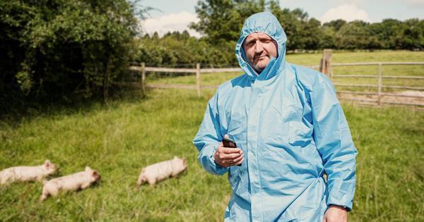 A vet in a protective suit checking on the farms piglets