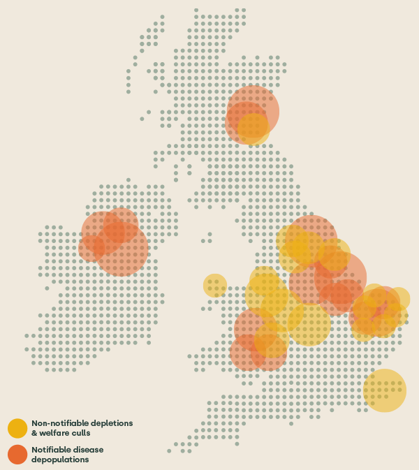 Avian influenza outbreak map of the UK