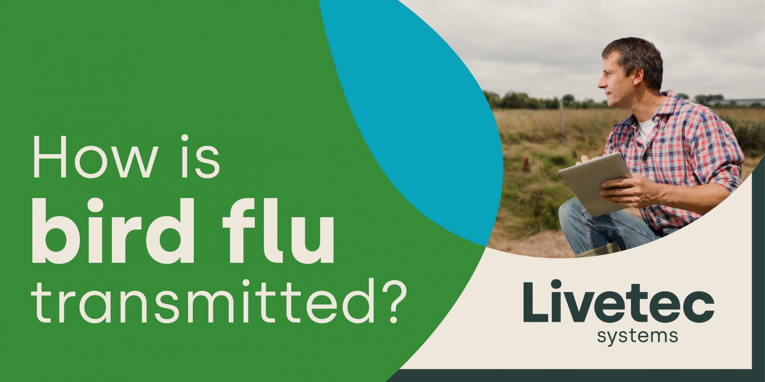 How is bird flu transmitted blog post link