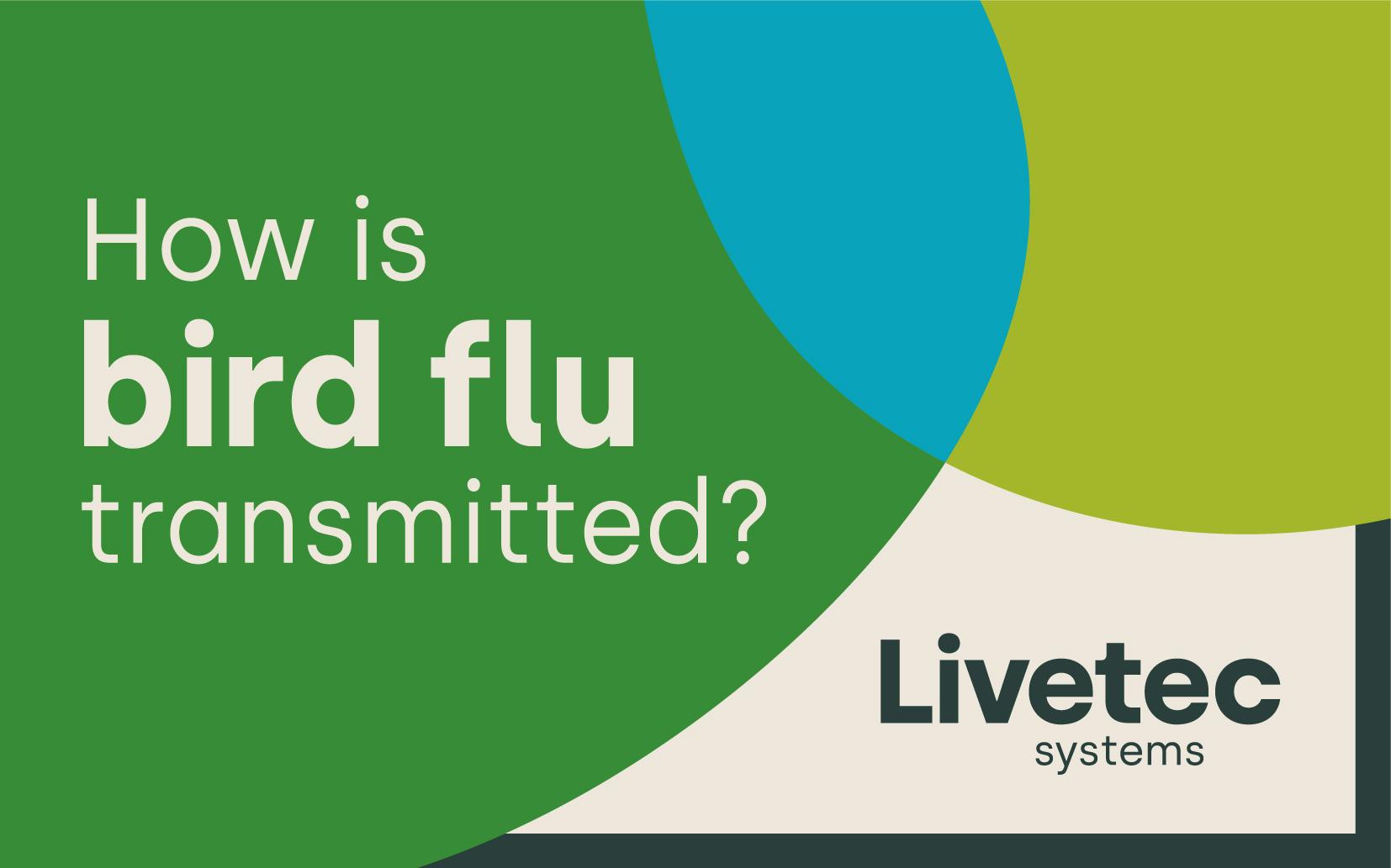 How is bird flu transmitted?