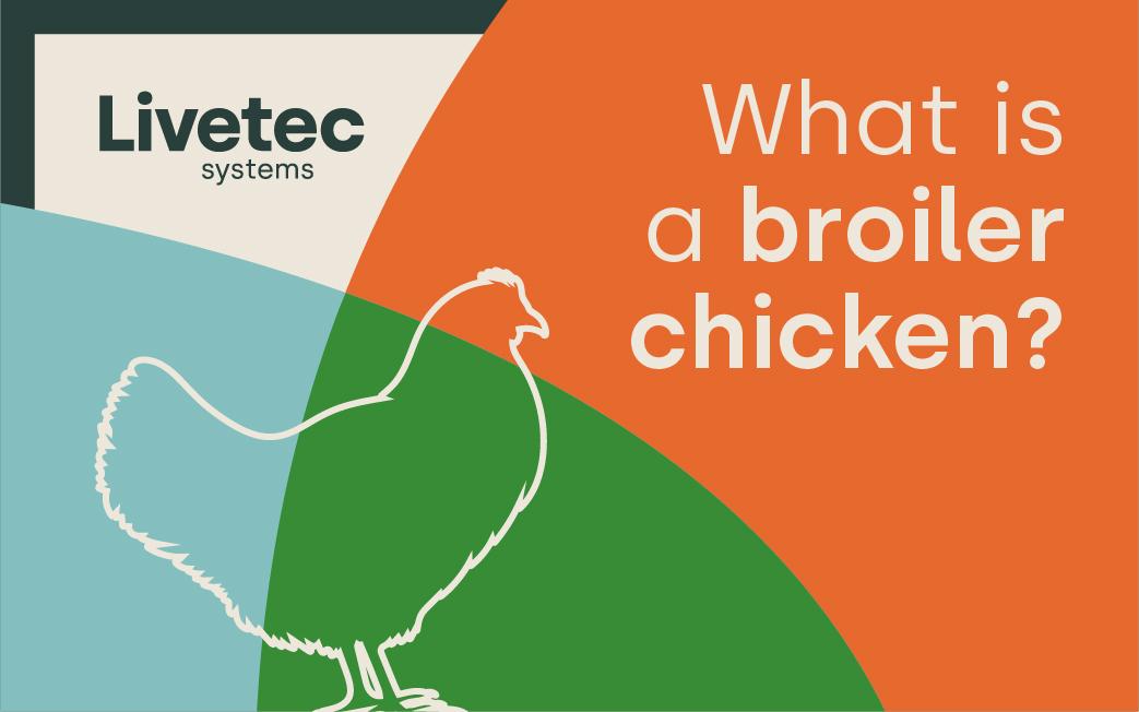 What is a broiler chicken?