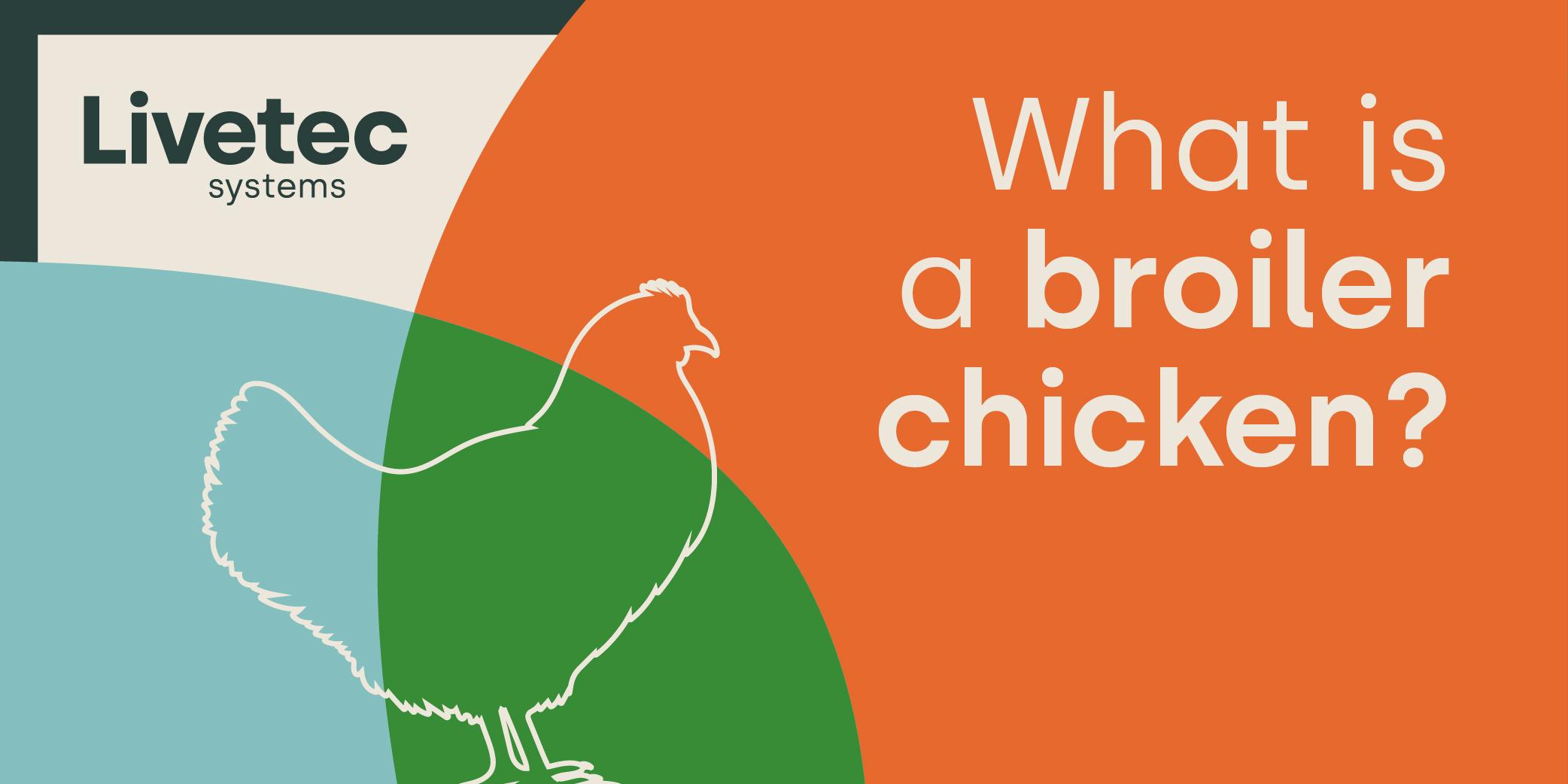 What is broiler chicken? or broiler chick