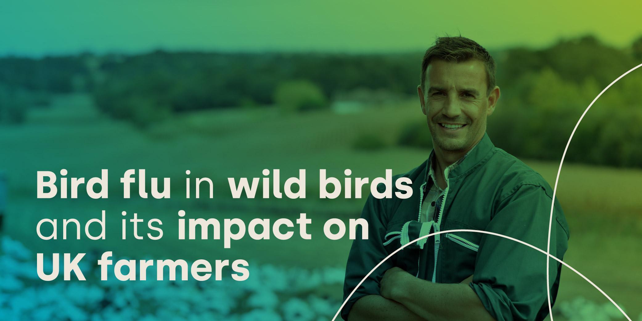 Bird Flu in Wild Birds & Its Impact on UK Farmers blog post graphic