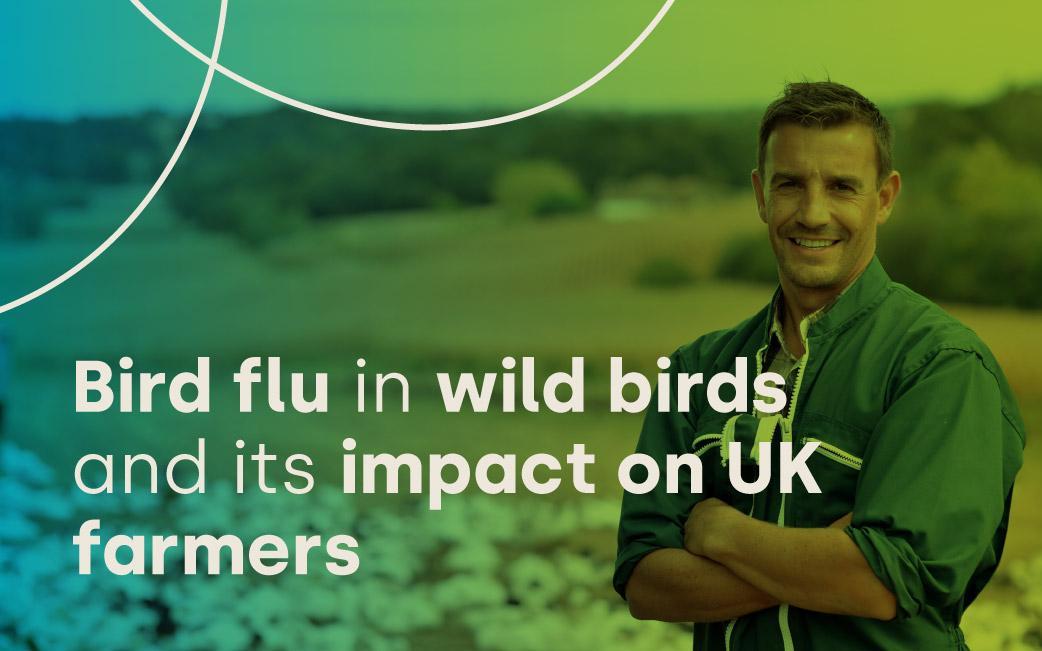 Bird flu in wild birds & its impact on UK farmers
