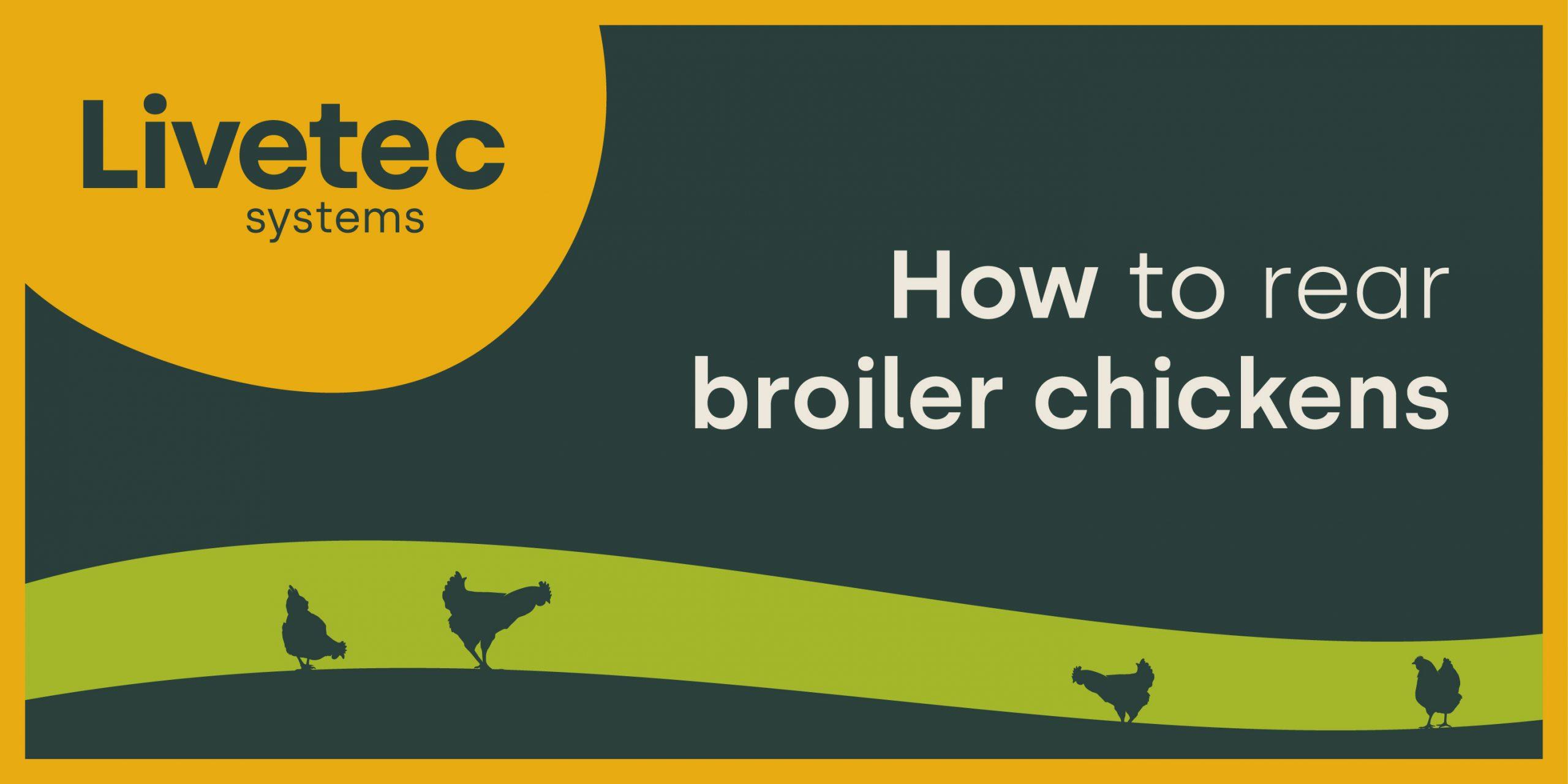 How to rear broiler chickens blog post graphic