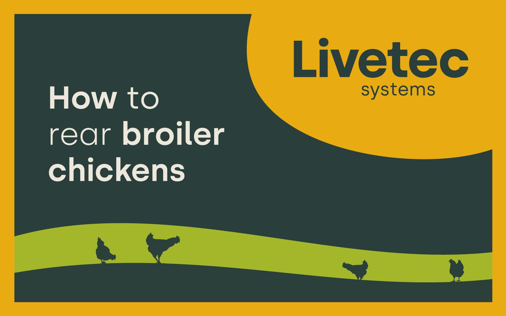 How to rear broiler chickens