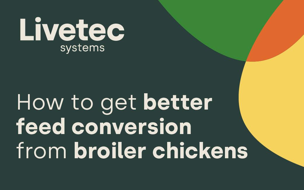 How to get better feed conversion from broiler chickens