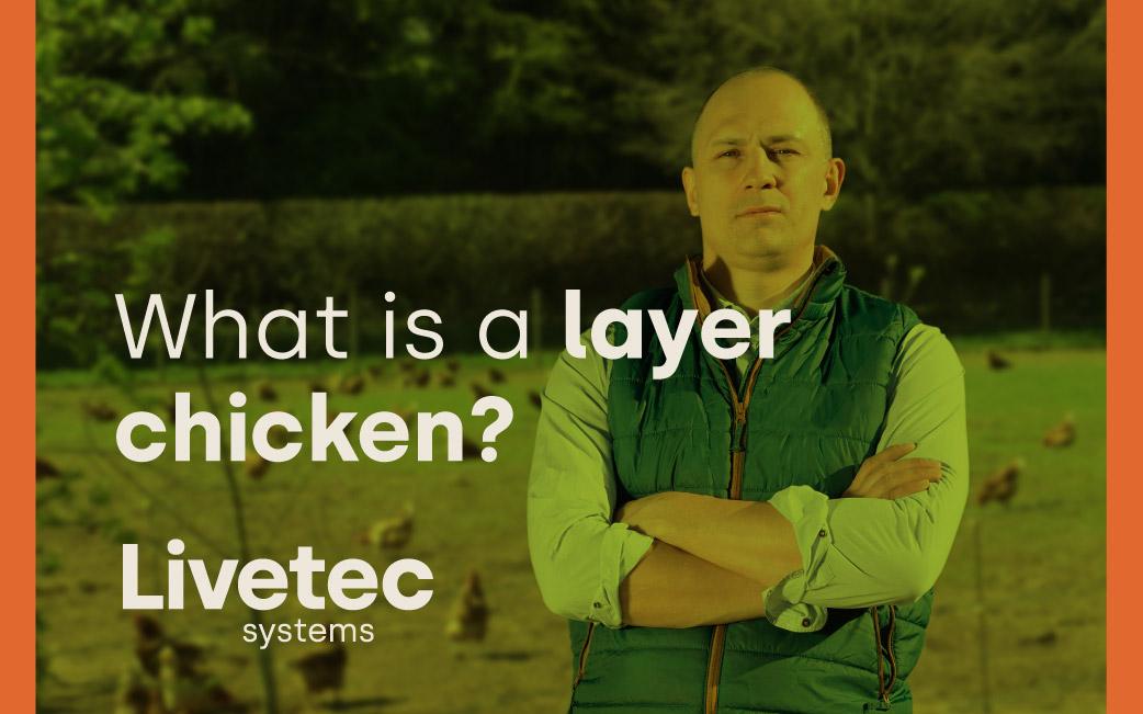 What is a layer chicken?