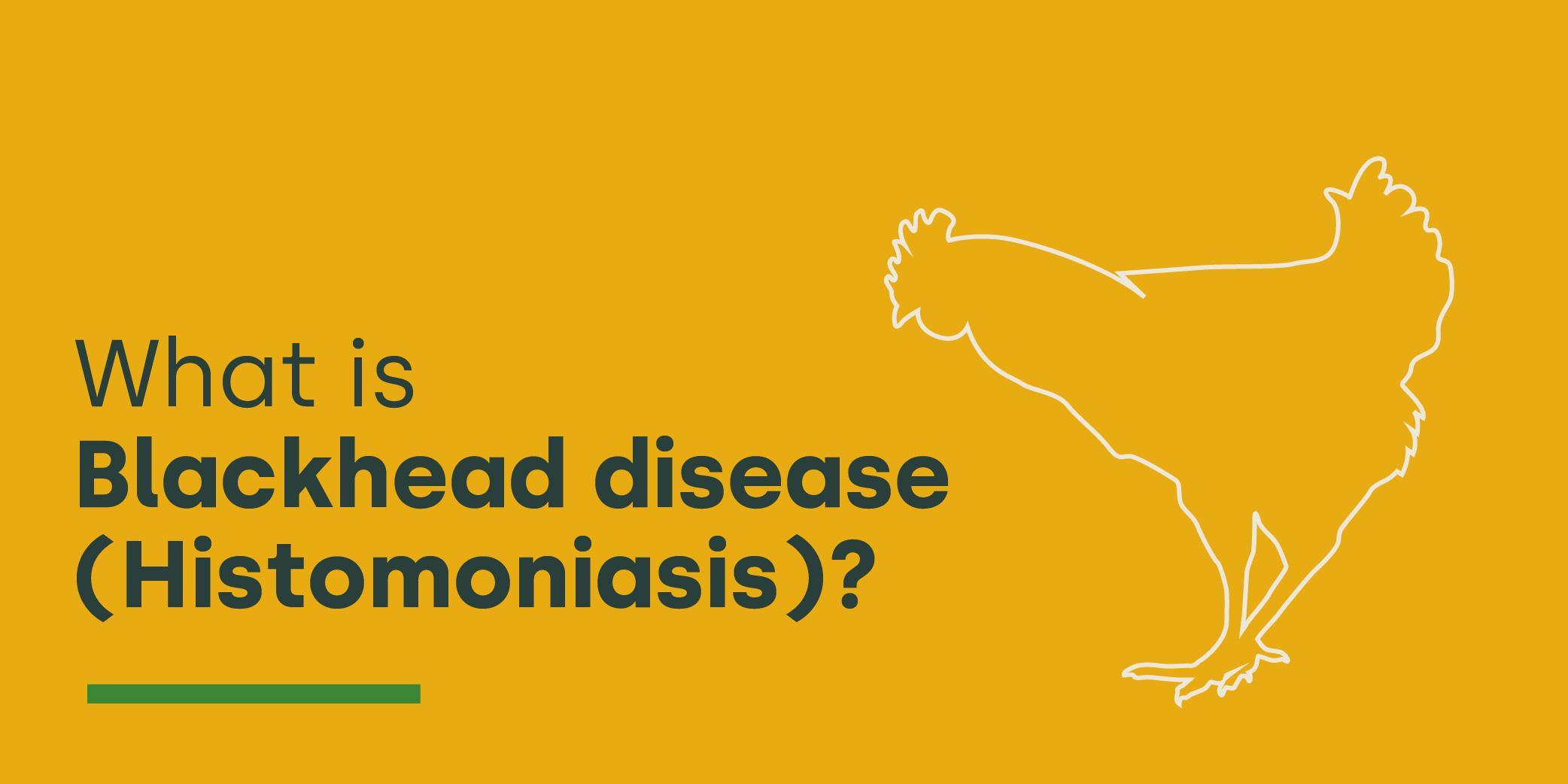What is Blackhead Disease (Histomoniasis)? blog post graphic