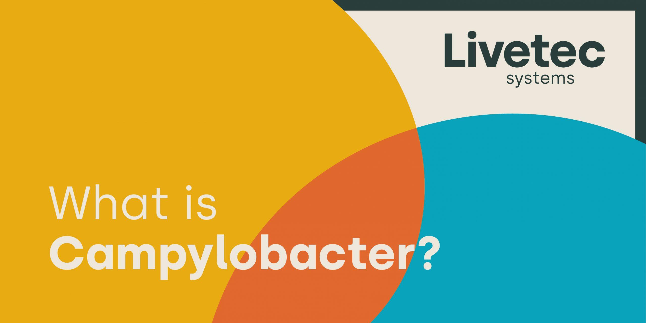 What is campylobacter?