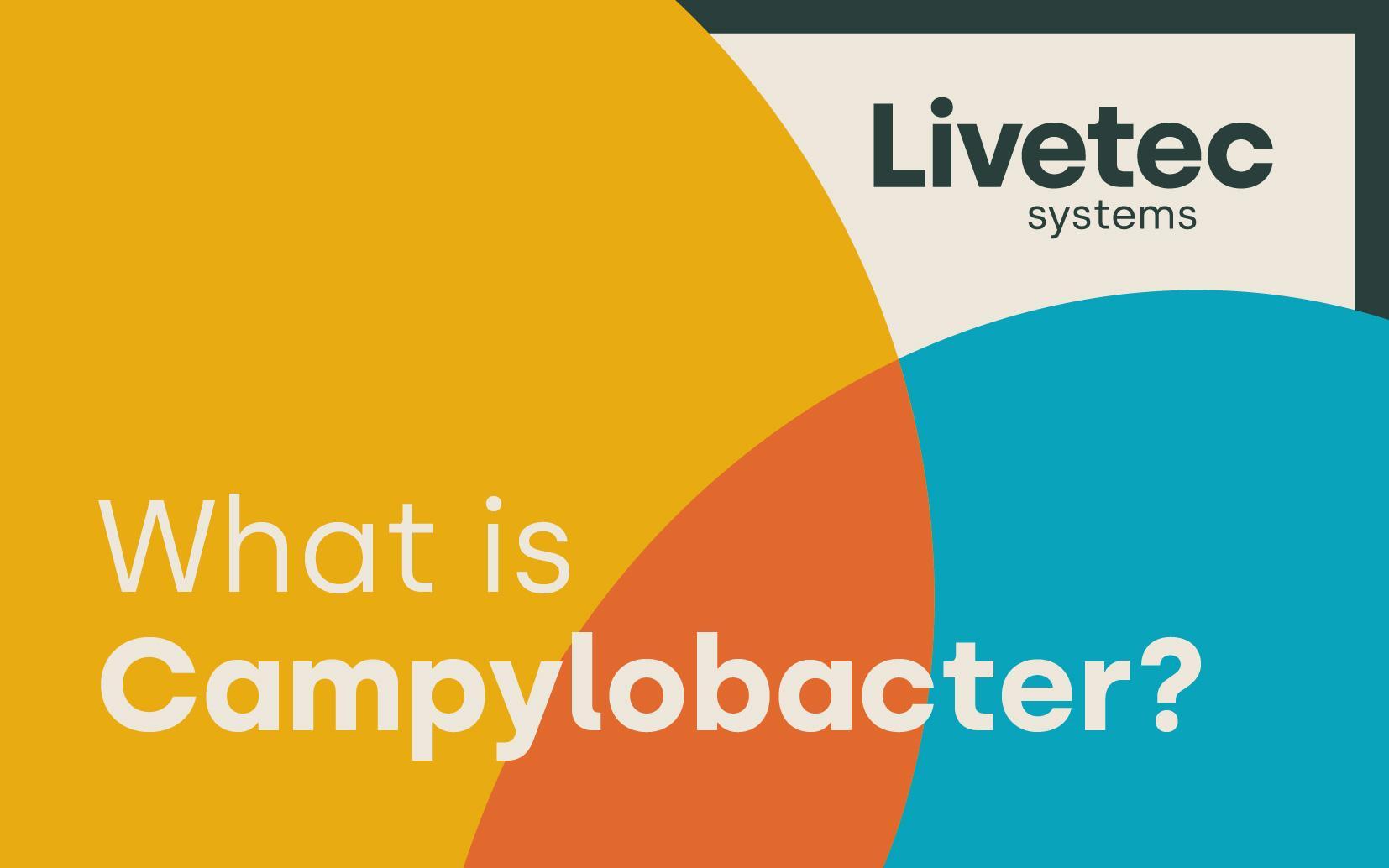 What is Campylobacter?