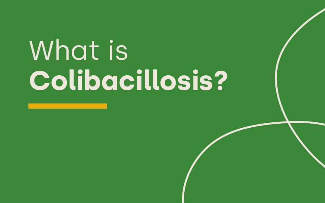 What is Colibacillosis?
