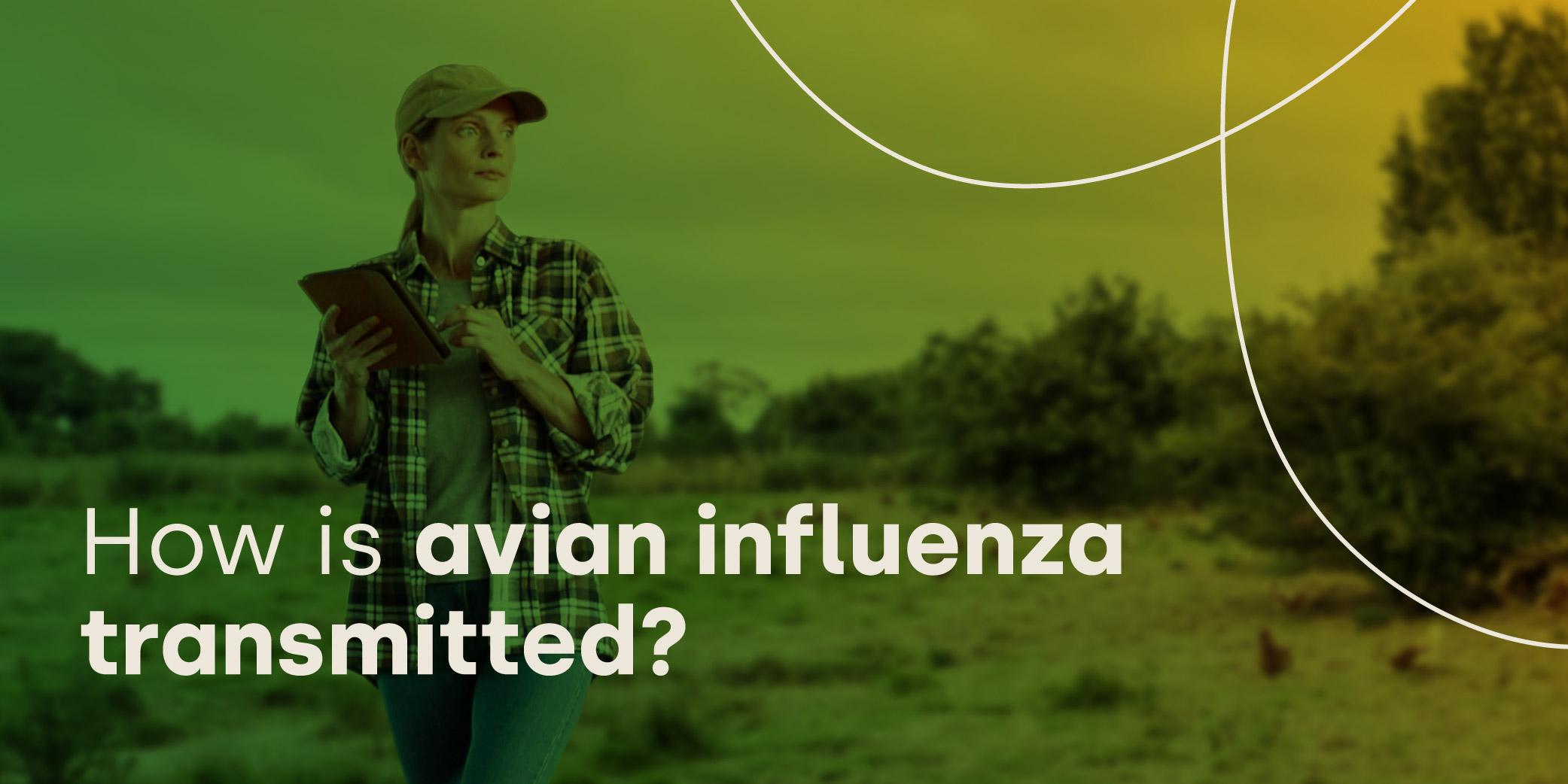 How is Avian Influenza transmitted?