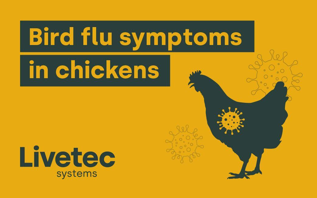 Bird flu symptoms in chickens