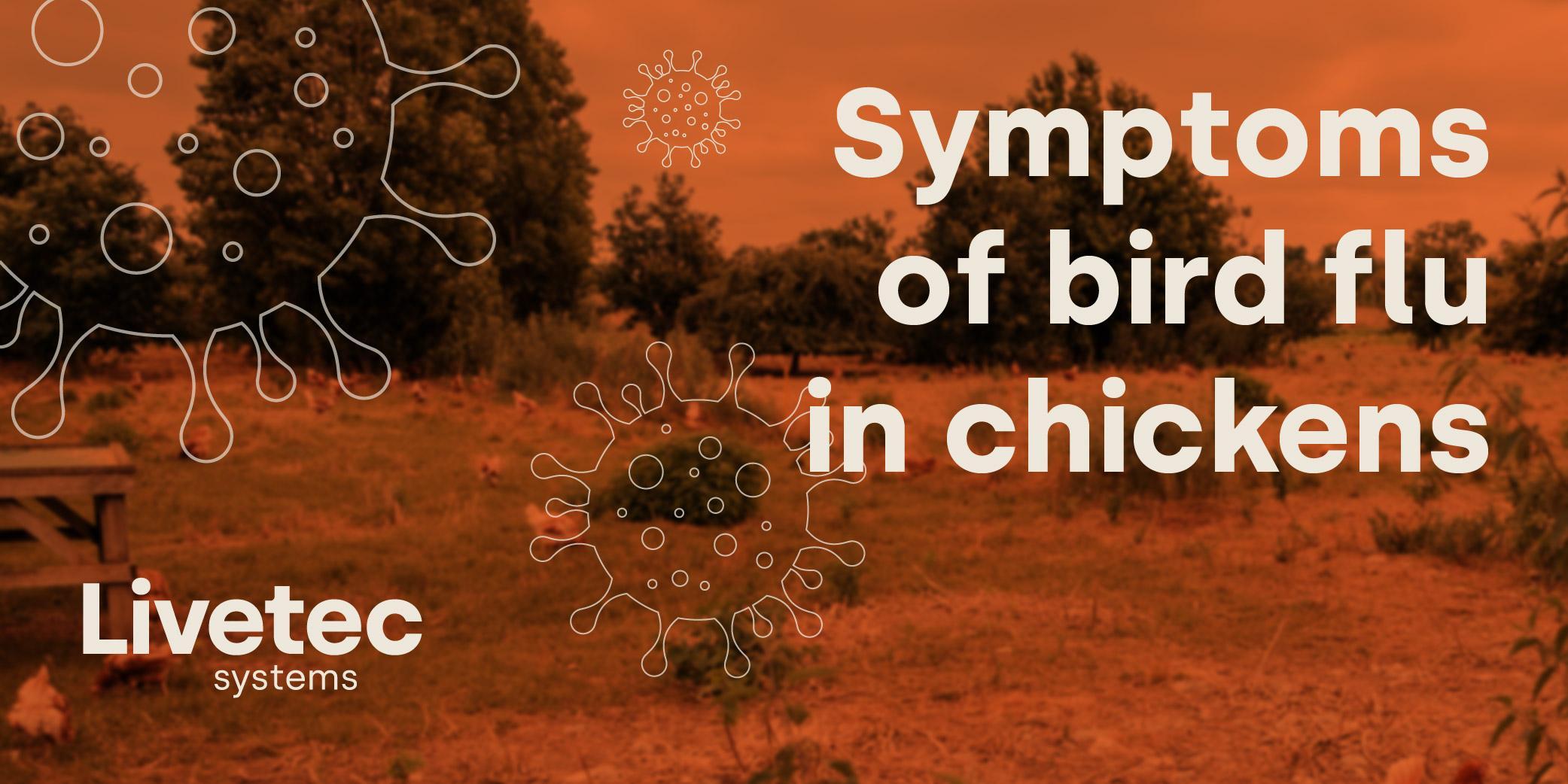 Symptoms of bird flu in chickens graphic