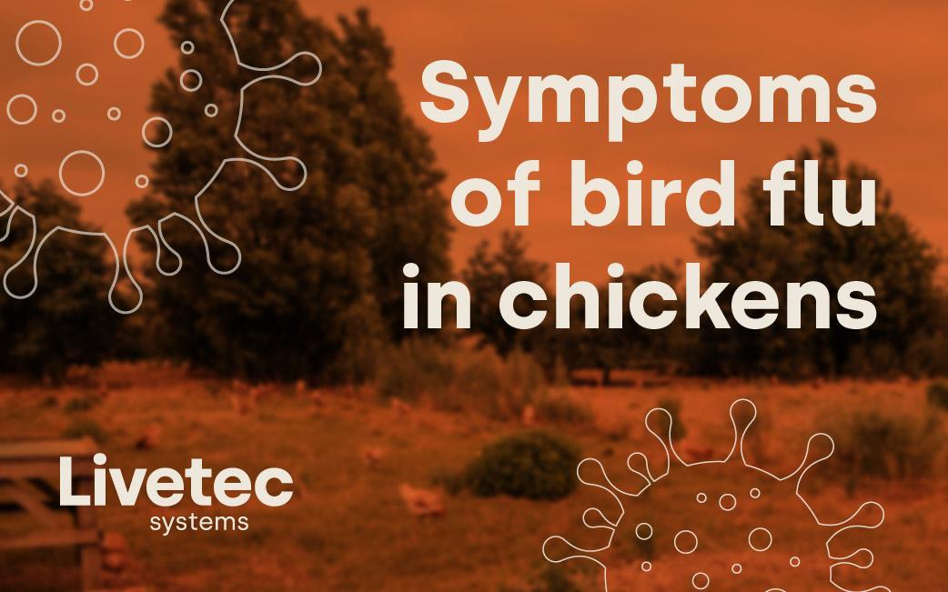 Symptoms of bird flu in chickens