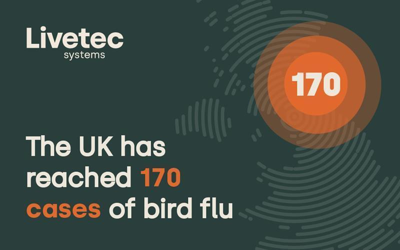 The UK has reached 170 cases of bird flu