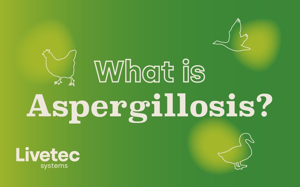 What is Aspergillosis and how does it affect poultry?
