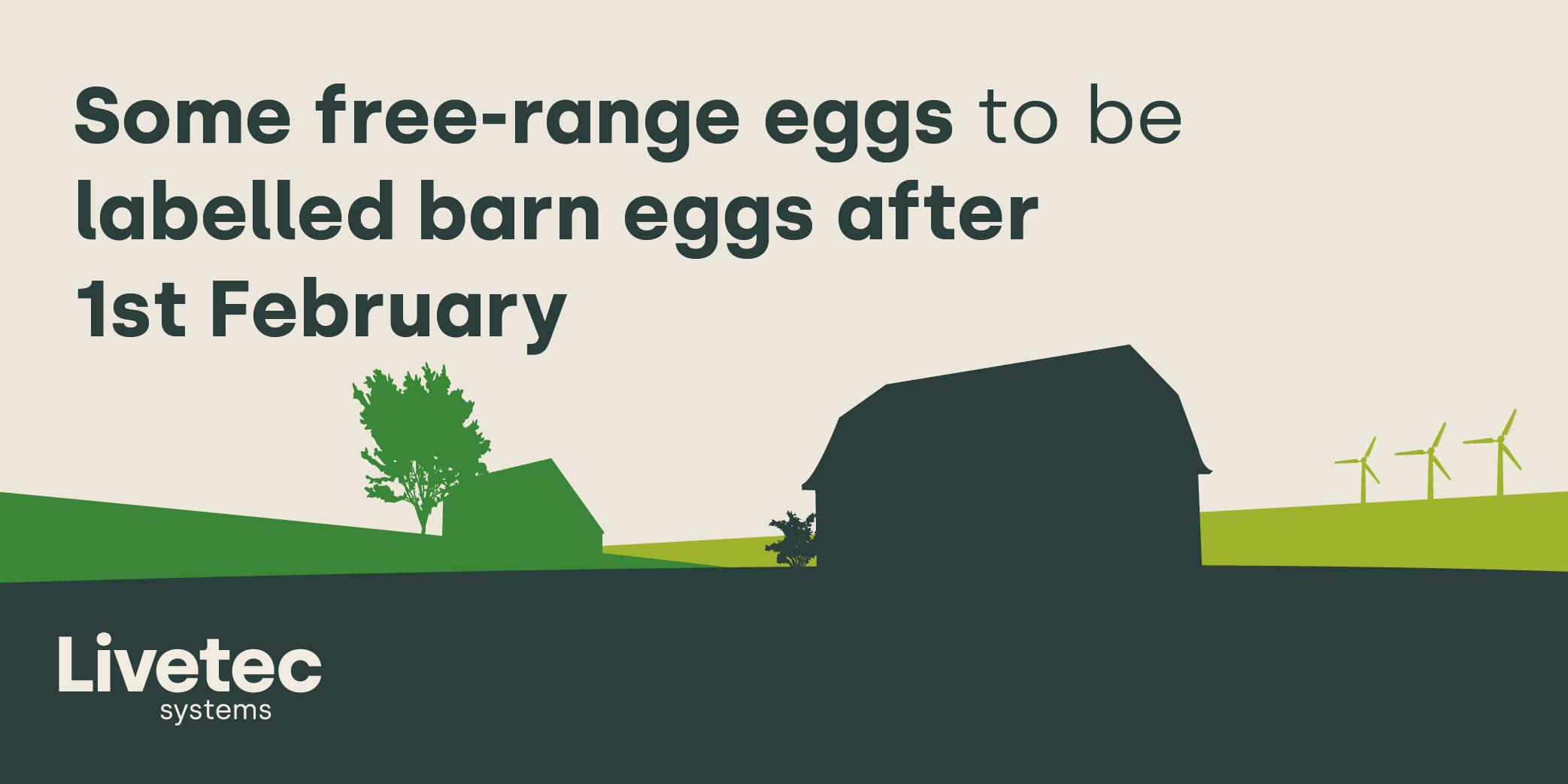 Some free range eggs to be labelled barn eggs blog image