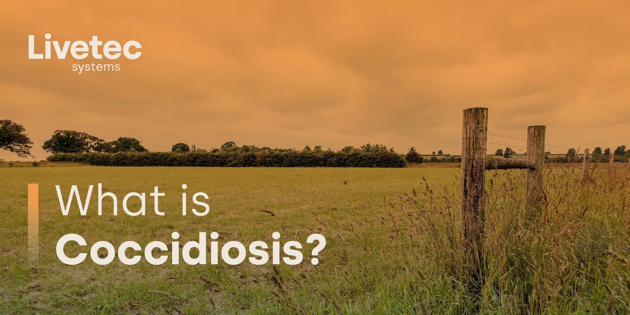 What is Coccidiosis? blog image