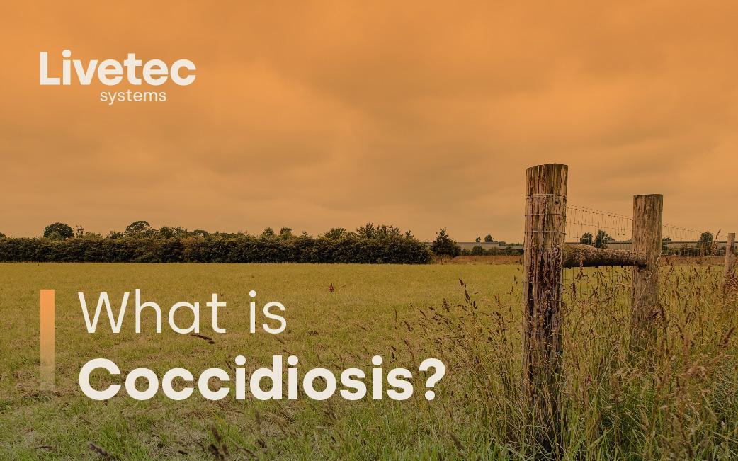 What is Coccidiosis?