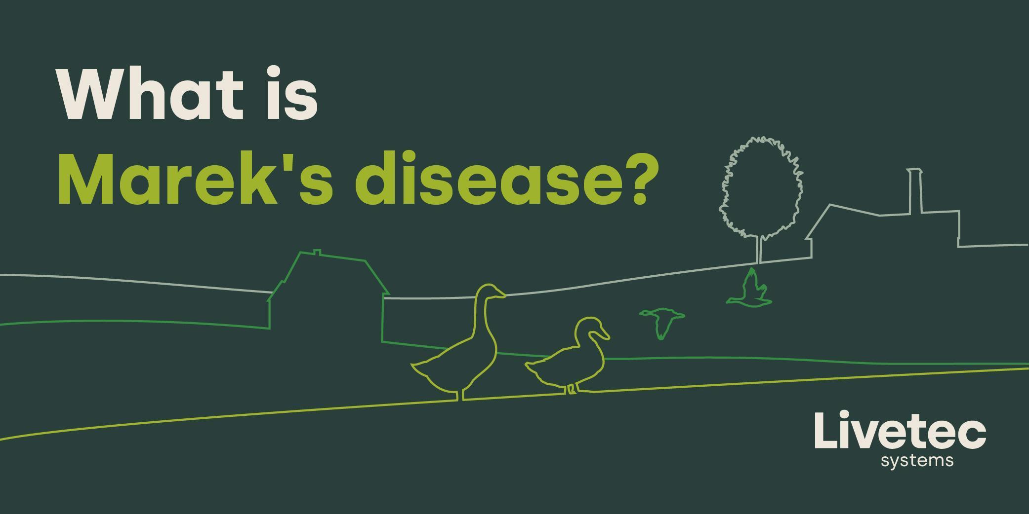 What is Marek's disease blog graphic