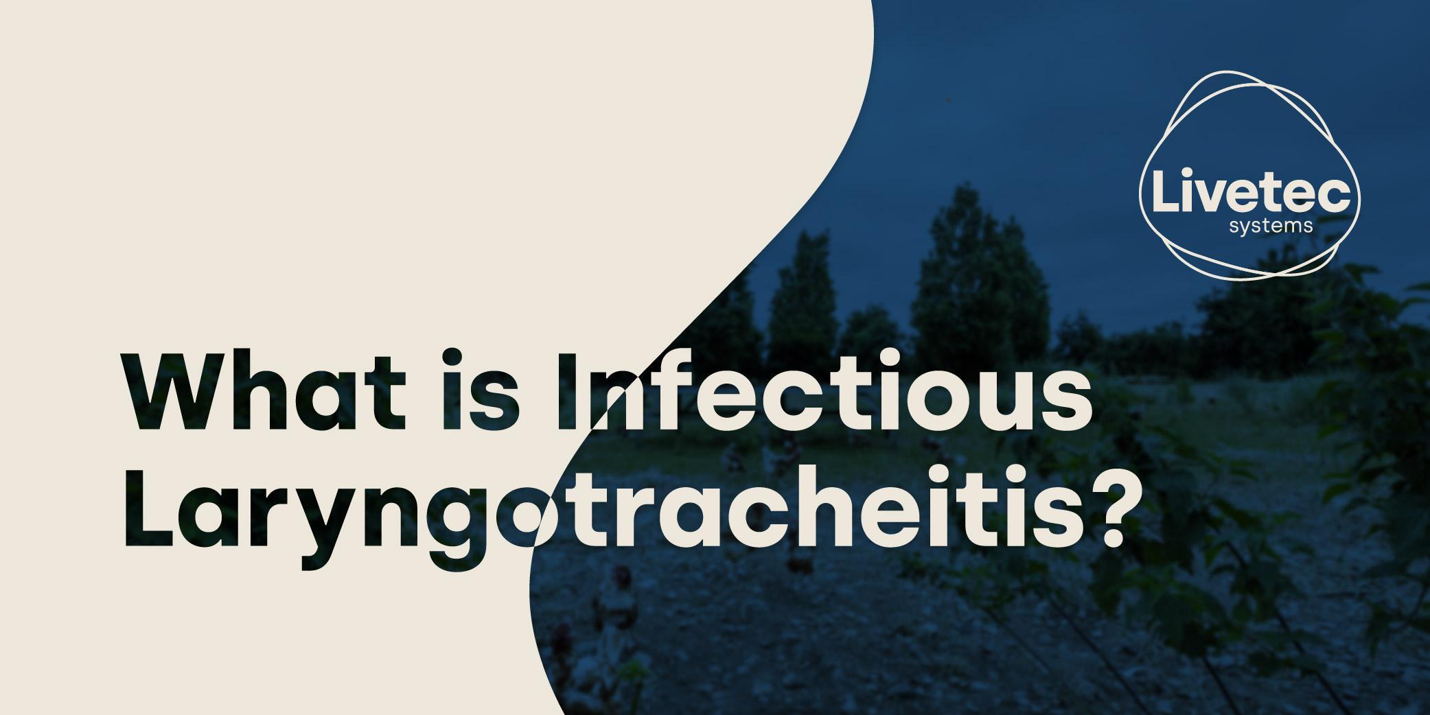 What is Infectious Laryngotracheitis? blog graphic