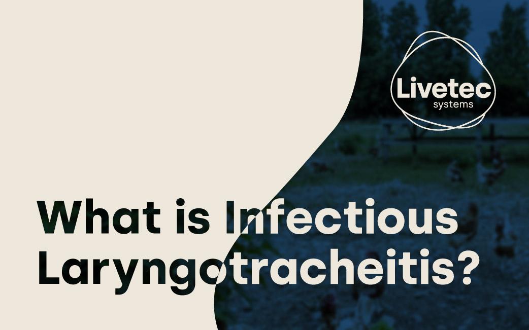 What is Infectious Laryngotracheitis?