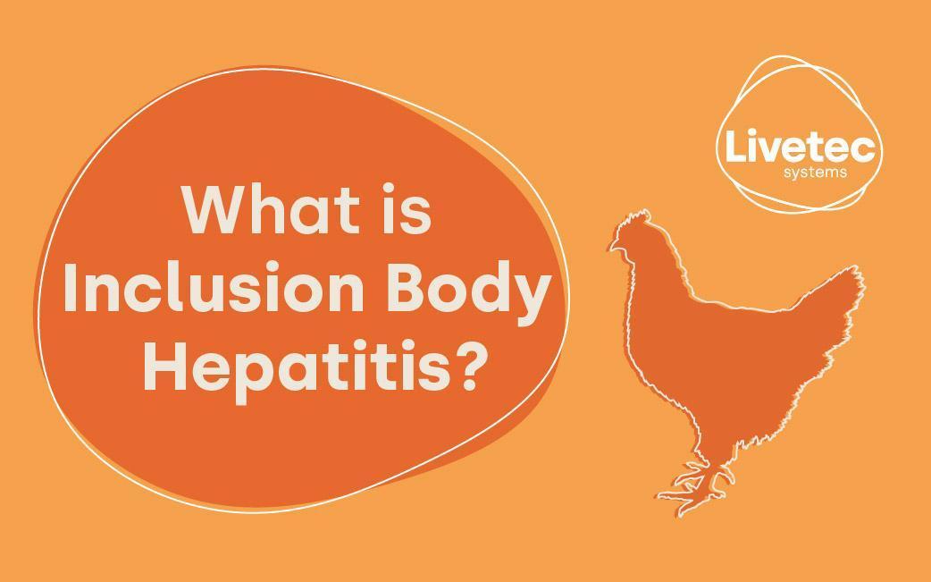 What is Inclusion Body Hepatitis and how does it affect poultry?