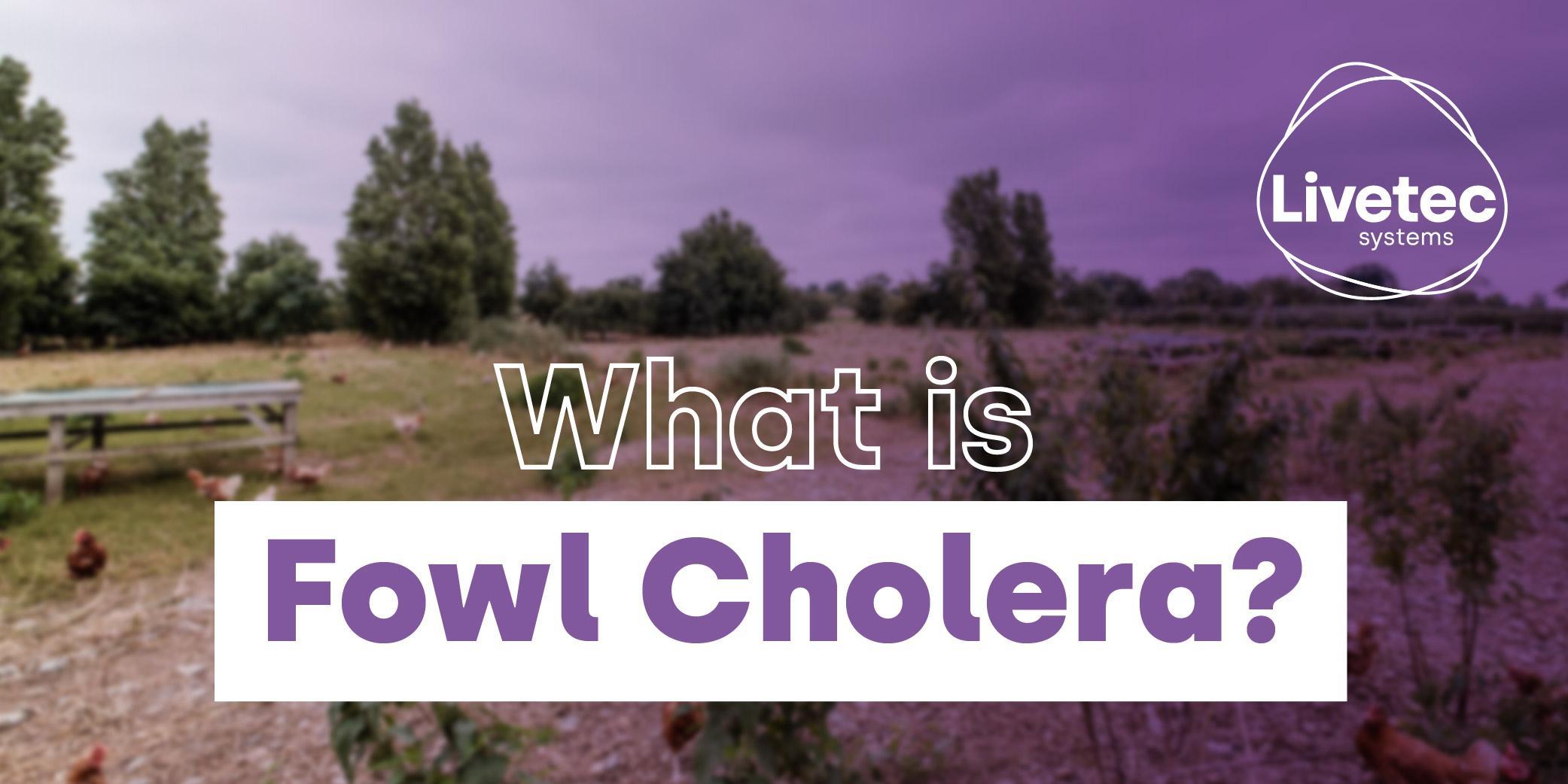 What is Fowl Cholera?blog graphic