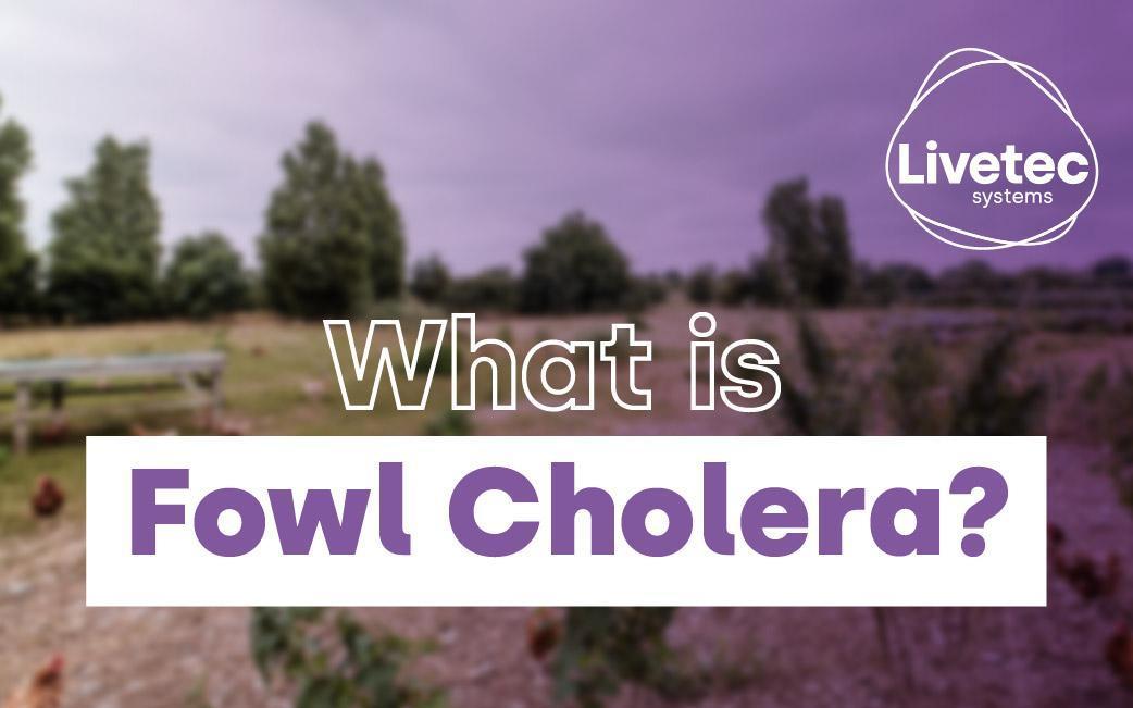 What is Fowl Cholera and how does it affect poultry?