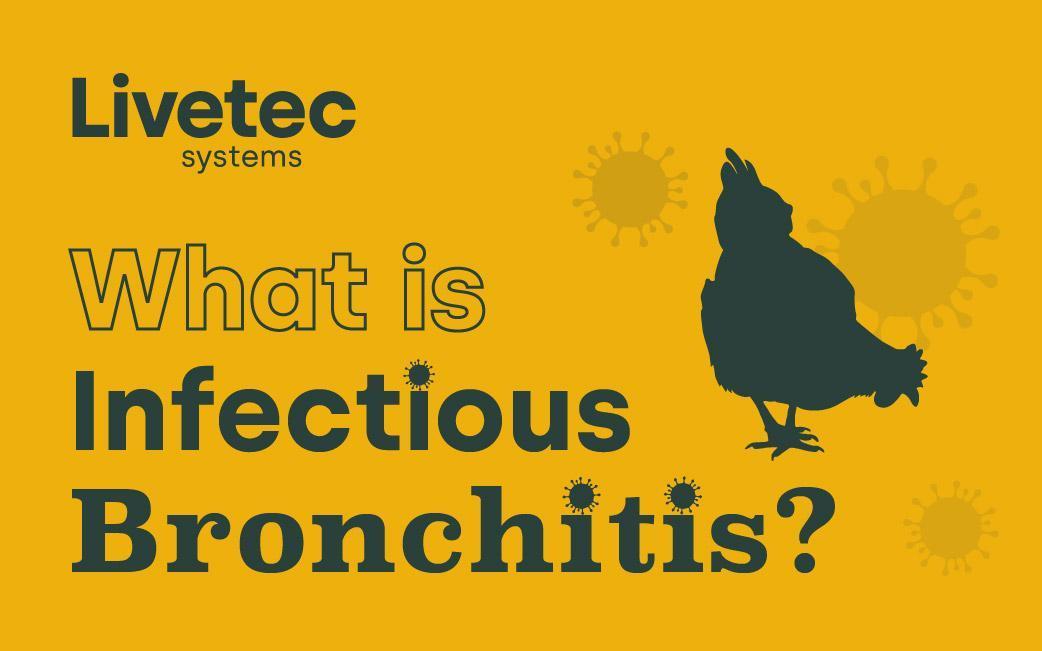 What is Infectious Bronchitis?