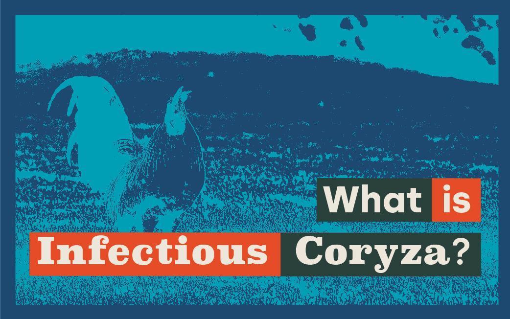 What is infectious coryza and how does it affect chickens?