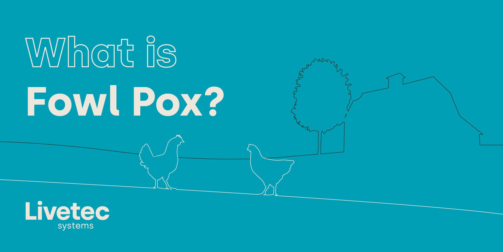 When is fowl pox? blog graphic
