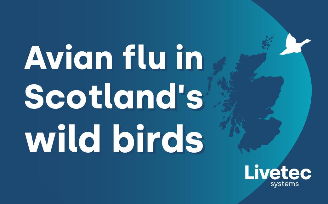Published report: Bird flu in Scotland’s wild birds