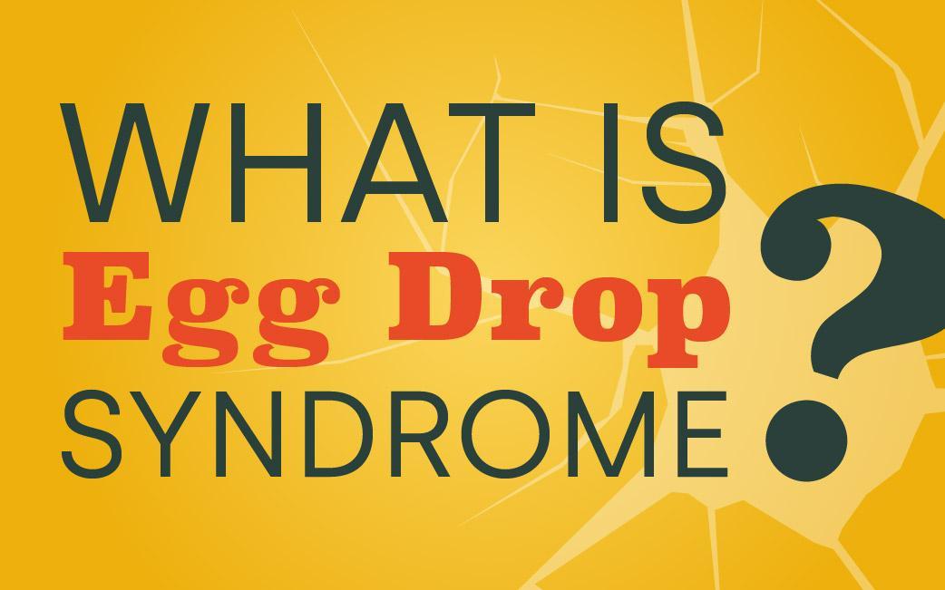What is Egg Drop Syndrome?