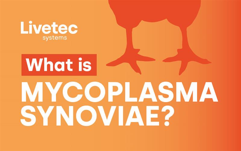 What is Mycoplasma synoviae? 