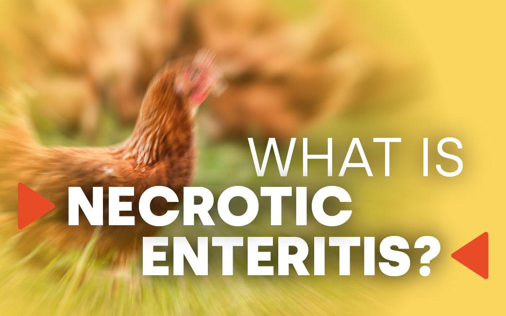 What is Necrotic Enteritis?