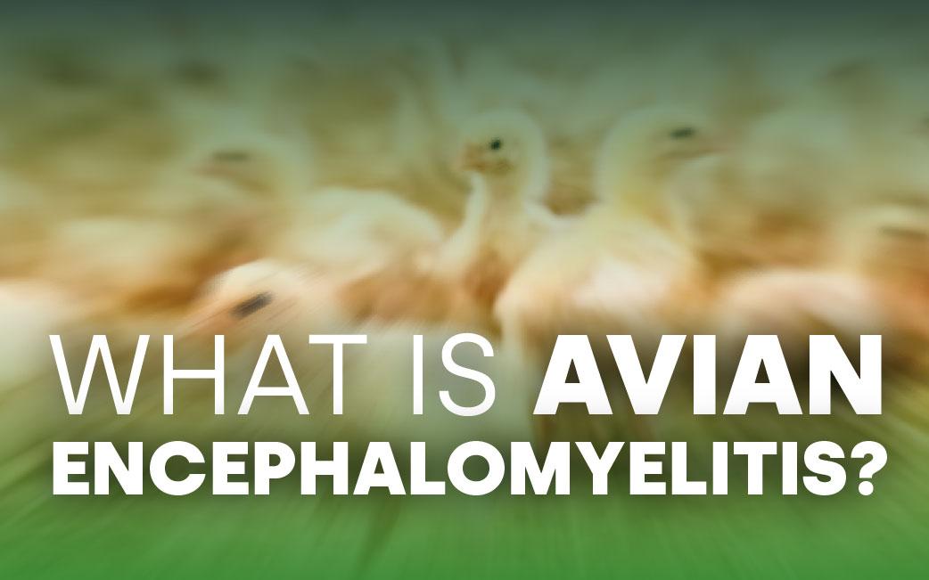 What is Avian Encephalomyelitis?
