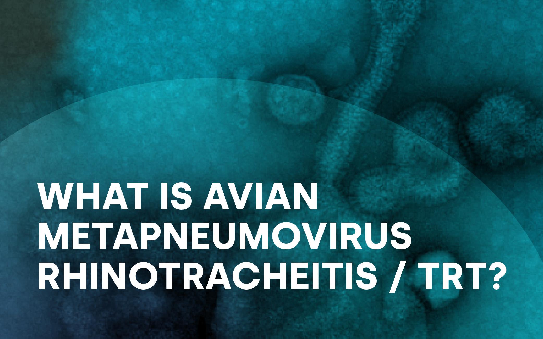 What is Avian Metapneumovirus Rhinotracheitis / TRT?