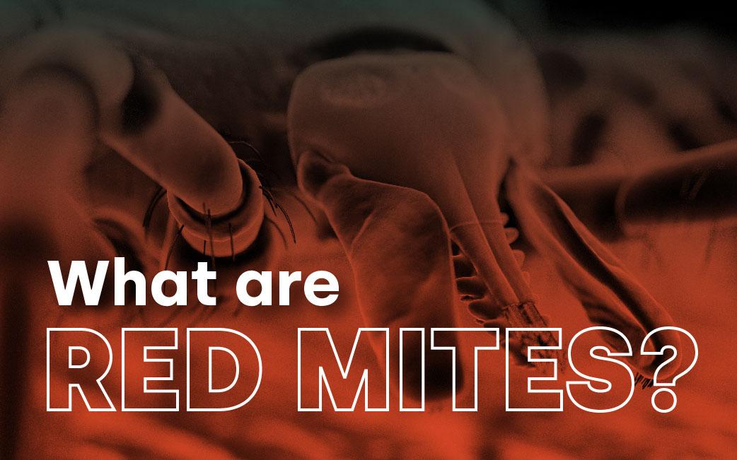 What are red mites?