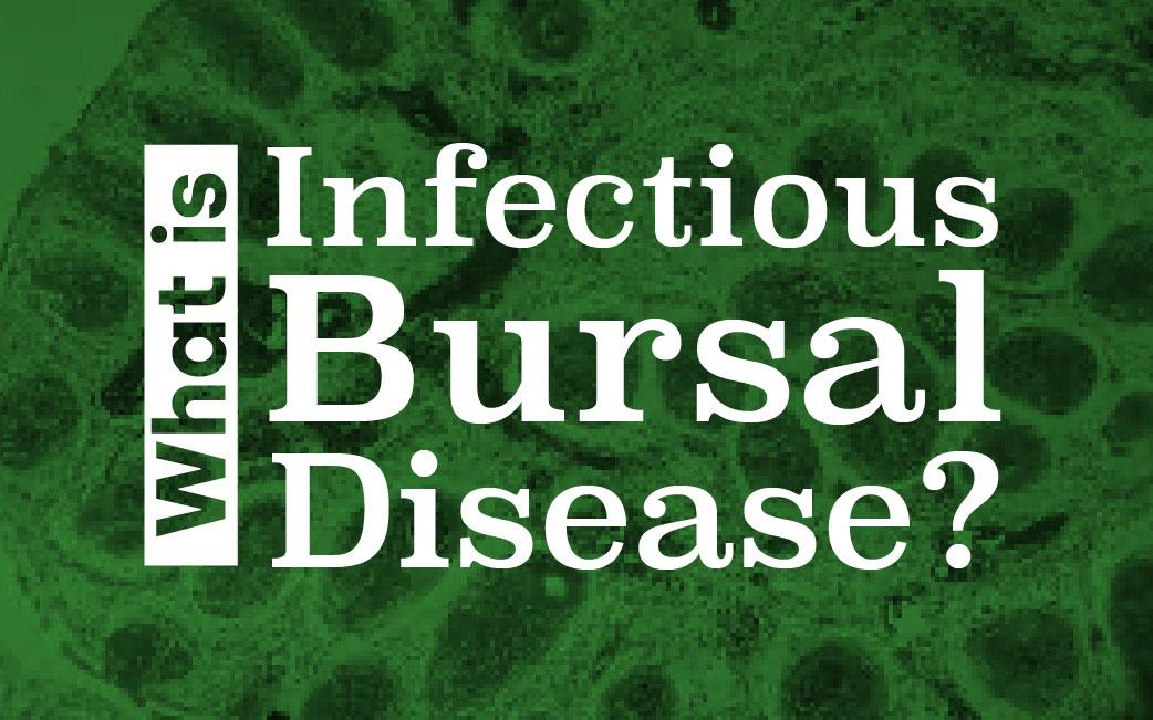 Infectious bursal disease and its affects on young chickens