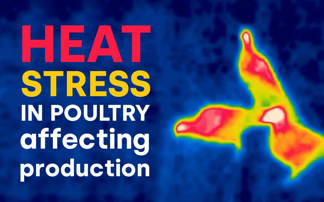Heat stress in poultry affecting poultry production