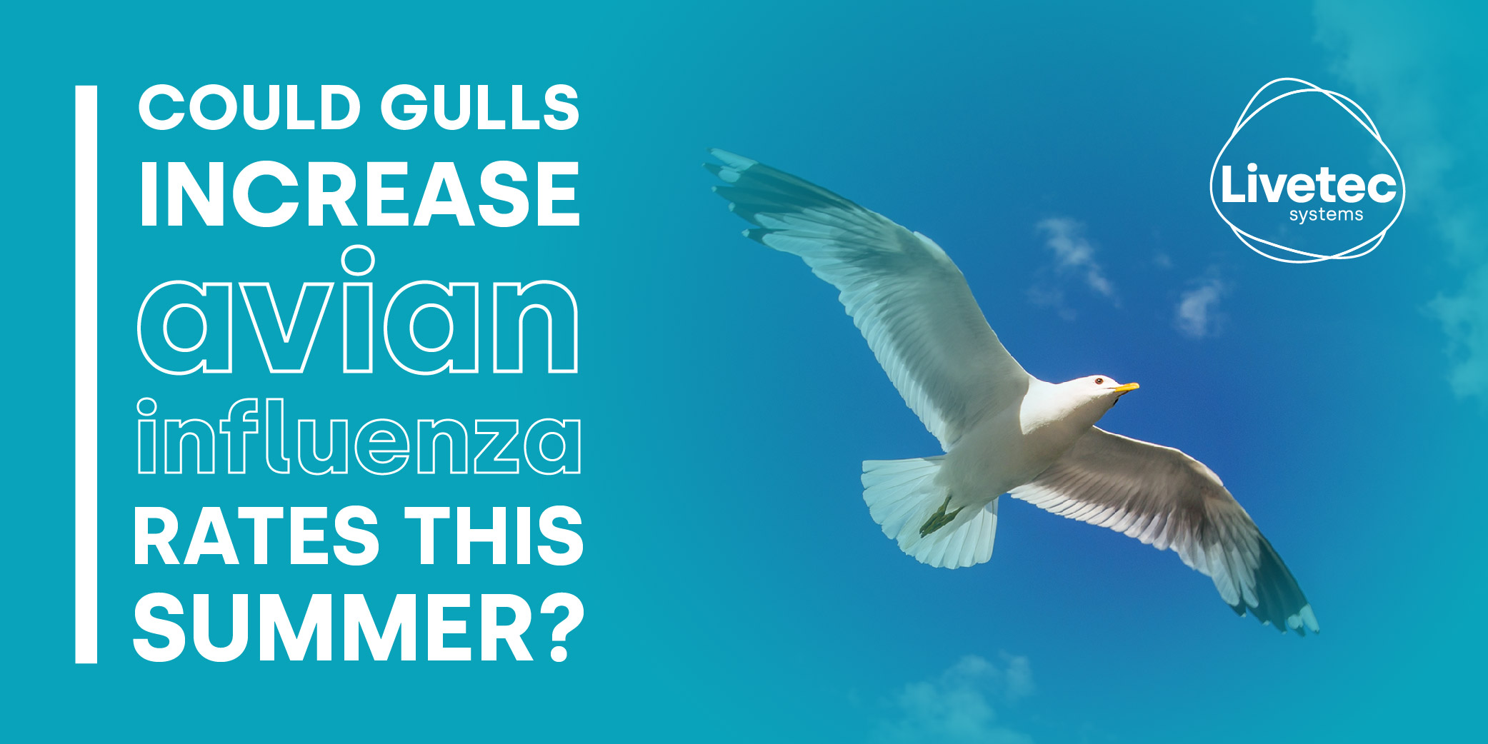 Could Gulls release avian influenza rates this summer?