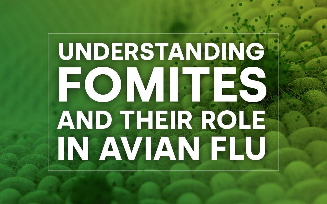 Understanding fomites and their role in avian flu