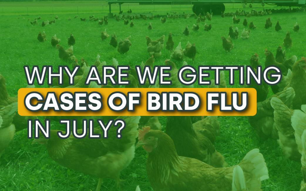 Why are we getting cases of bird flu in July? 