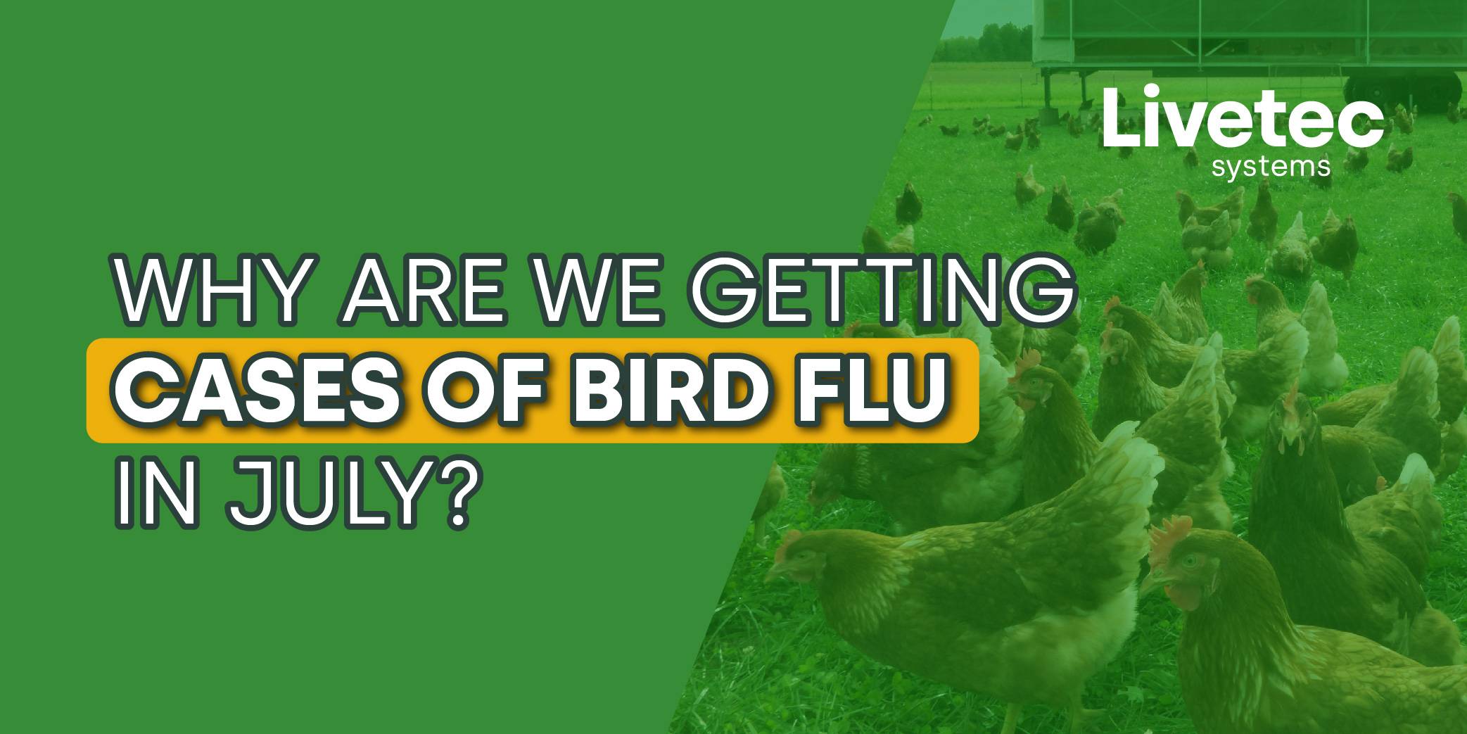 Why are we getting bird flu in July? blog graphic