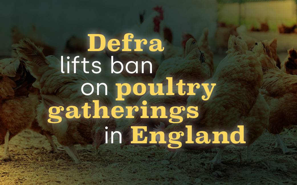 Defra lifts ban on poultry gatherings in England