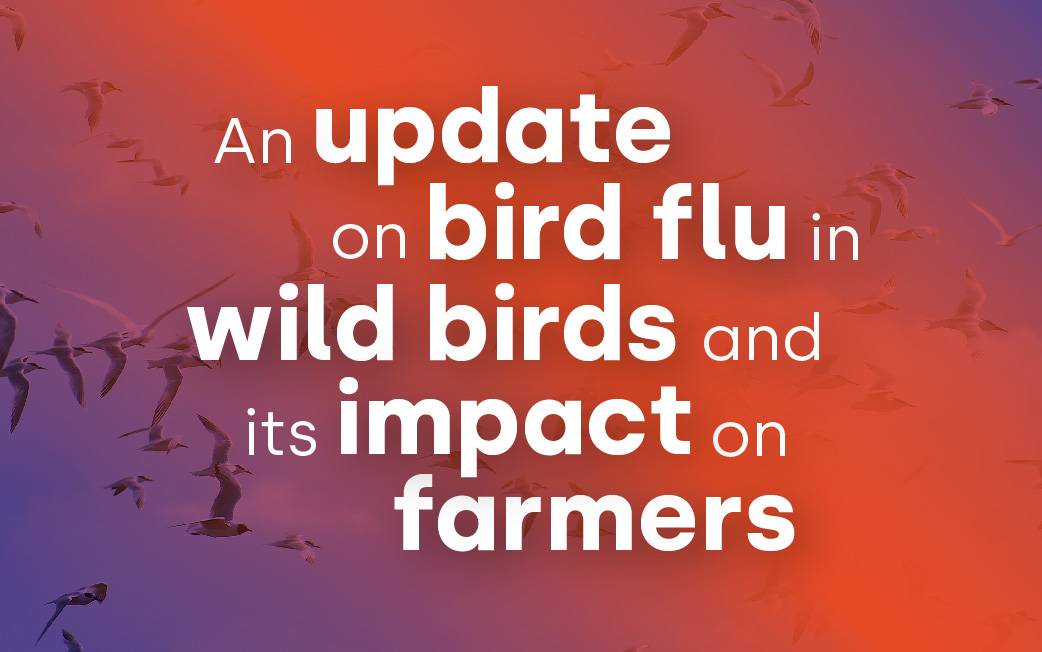 An update on bird flu in wild birds and its impact on UK farmers