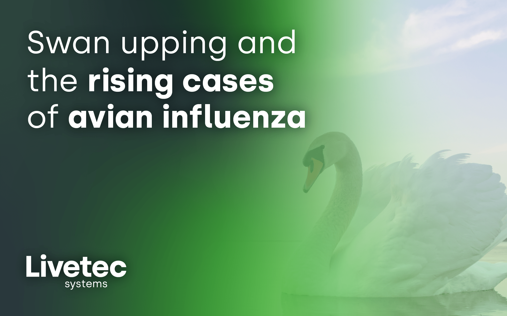 Swan upping and the rising cases of avian influenza 